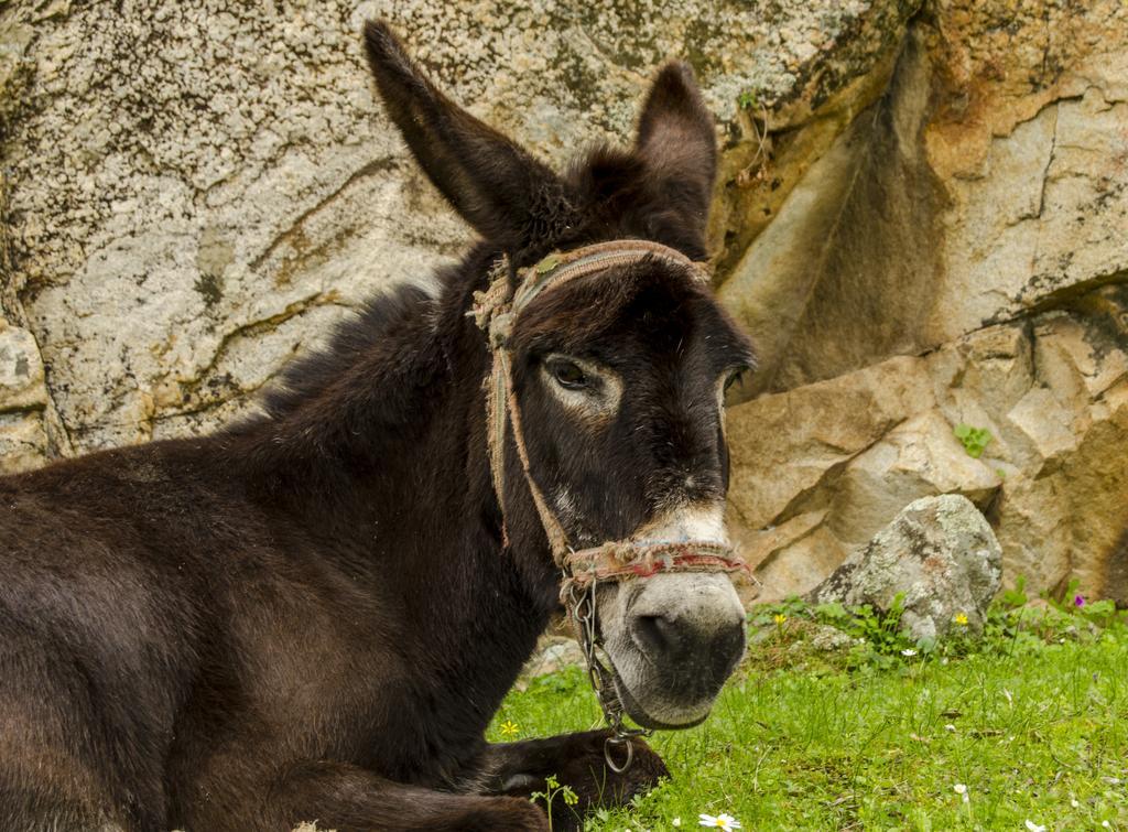 Agora Pansiyon Kapikiri Zewnętrze zdjęcie